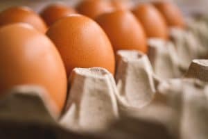 egg production